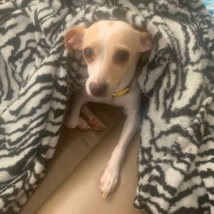 Meet your Posher, Frankie